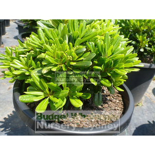 Pittosporum Miss Muffet 300Mm Pot. Plants