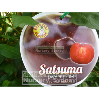 Plum Tree Dwarf Satsuma 4Ltr Default Type