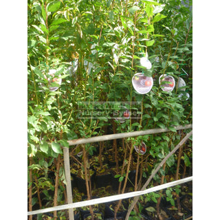 Plum Tree Dwarf Satsuma 4Ltr Default Type