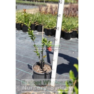 Pomegranate Punica Granatum 200Mm Pots. Edible Fruits Plants