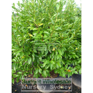 Port Wine Magnolia Xxlarge 400Mm Pot. Michelia Figo Plants