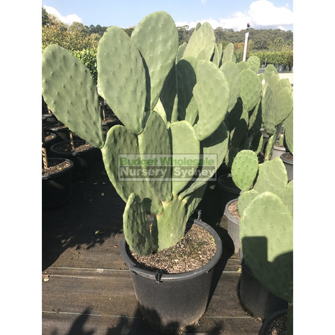 Prickly Pear Plant Xlarge 300Mmc Pot Opuntia Default Type