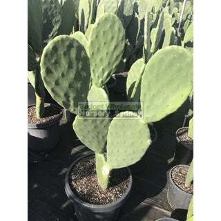 Prickly Pear Plant Xlarge 300Mmc Pot Opuntia Default Type