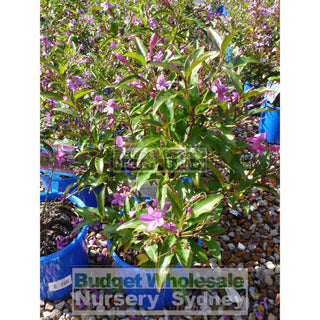 Prsuemuderanthemum Laxiflorum Purple Riot 200Mm Pot Default Type