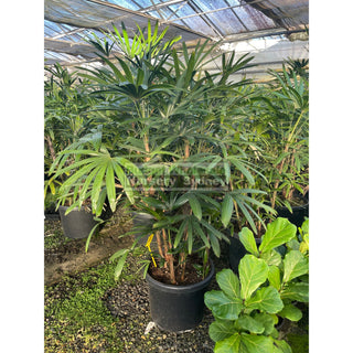 Rhapis Palm Xxlarge 500Mm Pot Excelsa Default Type