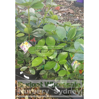 Rhododendron Vireya 140Mm Default Type
