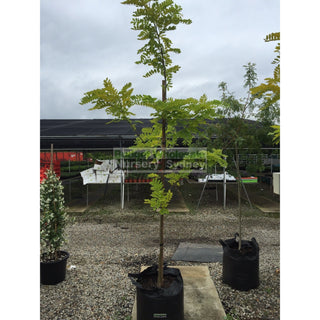 Robinia Pseudoacacia Frisia 75Lt Default Type