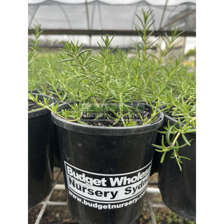Rosemary Prostrate Ground Cover 140Mm Pot Plants