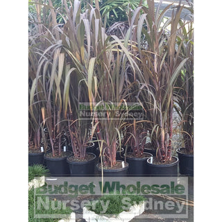 Saccharum Officinarum (Black Sugar Cane) 300Mm Pots Default Type