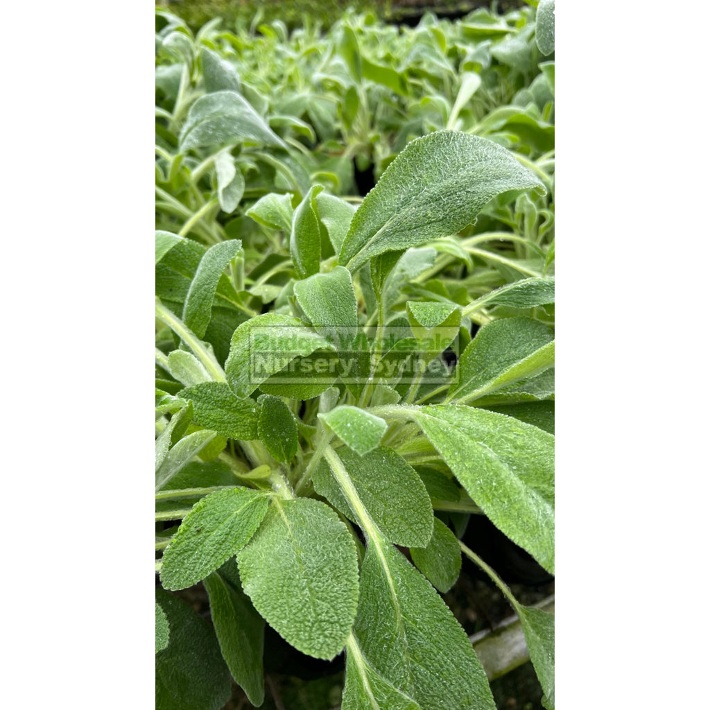 Stachys byzantina 140mm pot Lambs Ears Budget Wholesale Nursery Sydney