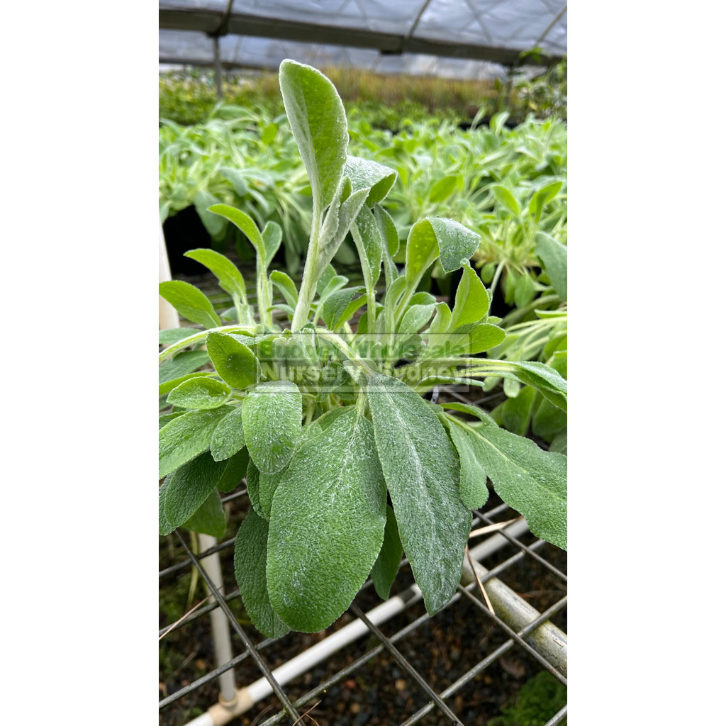 Stachys byzantina 140mm pot Lambs Ears Budget Wholesale Nursery Sydney