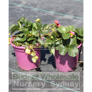 Strawberry Plant Fragoo Pink. 140Mm Pots Plants