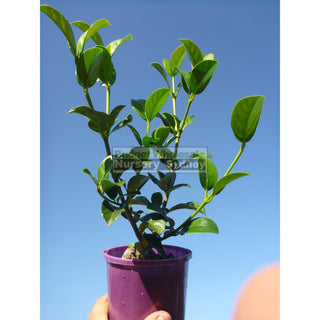Sweet Viburnum Small 140Mm Pot Odoratissimum Plants