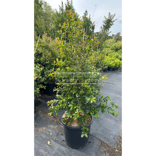 Syzygium Backyard Bliss Xxxlarge 500Mm Pot / 75L Bag Lily Pilly Plants
