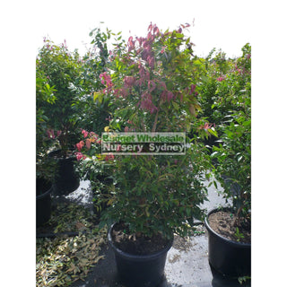 Syzygium Cascade 400Mm Pot Plants