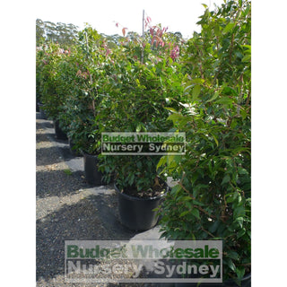 Syzygium Cascade 400Mm Pot Plants