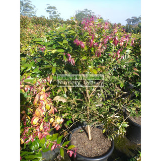 Syzygium Cascade 400Mm Pot Plants