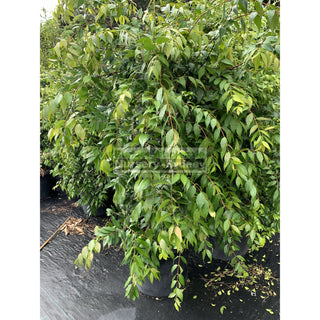 Syzygium Cascade 500Mm / 75L Pot Plants