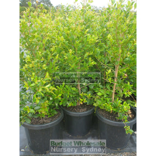 Syzygium Resilience Large 300Mm Pot Plants