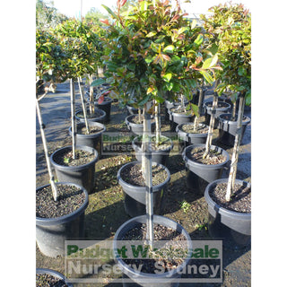 Syzygium Resilience Standard 300Mm Pot Topirary (Lollipop Plant) Plants