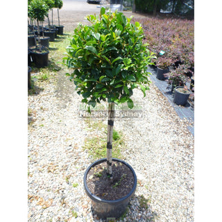 Syzygium Resilience Standard 300Mm Pot Topirary (Lollipop Plant) Plants