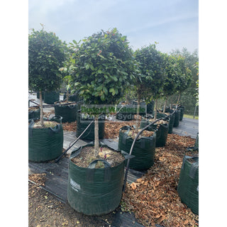 Syzygium Resilience Standard Topirary (Lollipop Plant) 150L Bag Pot Super Special Plants