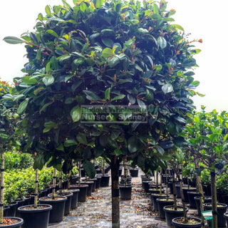 Syzygium Resilience Standard Topirary (Lollipop Plant) Xxl 400Mm Pot Super Special Plants