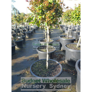 Syzygium Resilience Standard Topirary (Lollipop Plant) Xxl 400Mm Pot Super Special Plants