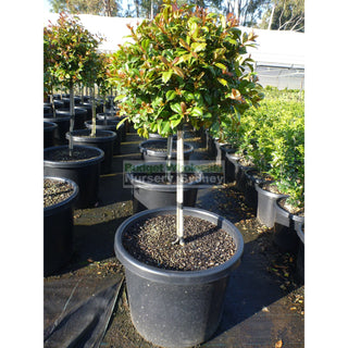 Syzygium Resilience Standard Topirary (Lollipop Plant) Xxxl 500Mm Pot Super Special Plants