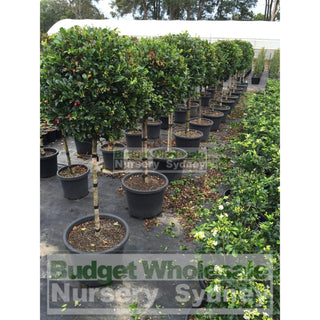 Syzygium Resilience Standard Topirary (Lollipop Plant) Xxxl 500Mm Pot Super Special Plants