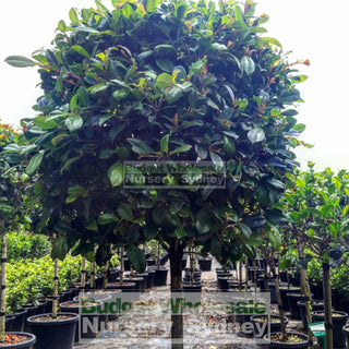 Syzygium Resilience Standard Topirary (Lollipop Plant) Xxxl 500Mm Pot Super Special Plants