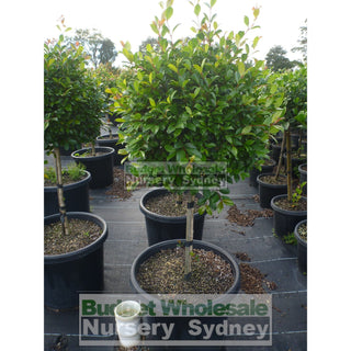 Syzygium Resilience Standard Topirary (Lollipop Plant) Xxxl 500Mm Pot Super Special Plants