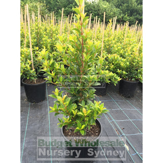 Syzygium Select Form (Psyllid Resistant Variety) 200Mm Pot Plants