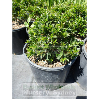Syzygium Tiny Trev 200Mm Pot Plants