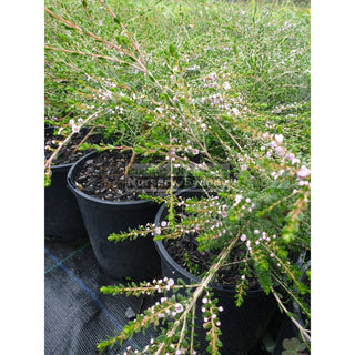 Thryptomene Saxicola 140Mm Pots Plants