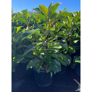 Viburnum Emerald Lustre 200Mm/ 5L Pot Plants