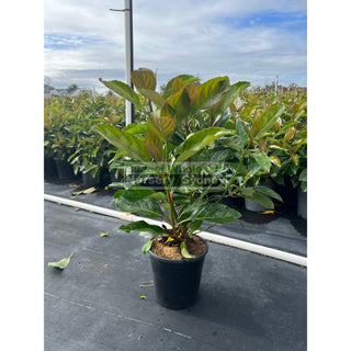 Viburnum Emerald Lustre 200Mm/ 5L Pot Plants