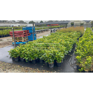 Viburnum Emerald Lustre 200Mm/ 5L Pot Plants