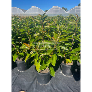 Viburnum Emerald Lustre Large 300Mm Pot Plants