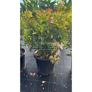 Viburnum Tinus 300Mm Pot Plants