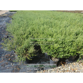 Westringia Wynyabbie Gem 200Mm Pot. Premium Plants Plants