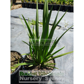 Wild Iris Large 200Mm Pot Dietes Grandiflora Plants