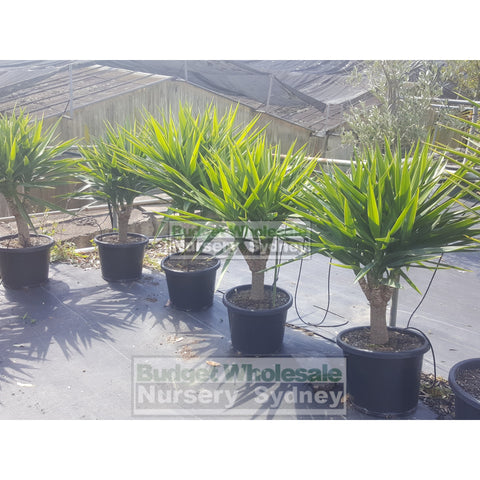 Yucca Advanced 400Mm Pot Standards Plants