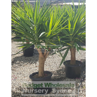 Yucca Advanced 400Mm Pot Standards Plants