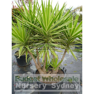 Yucca Advanced 500Mm Pot Plants