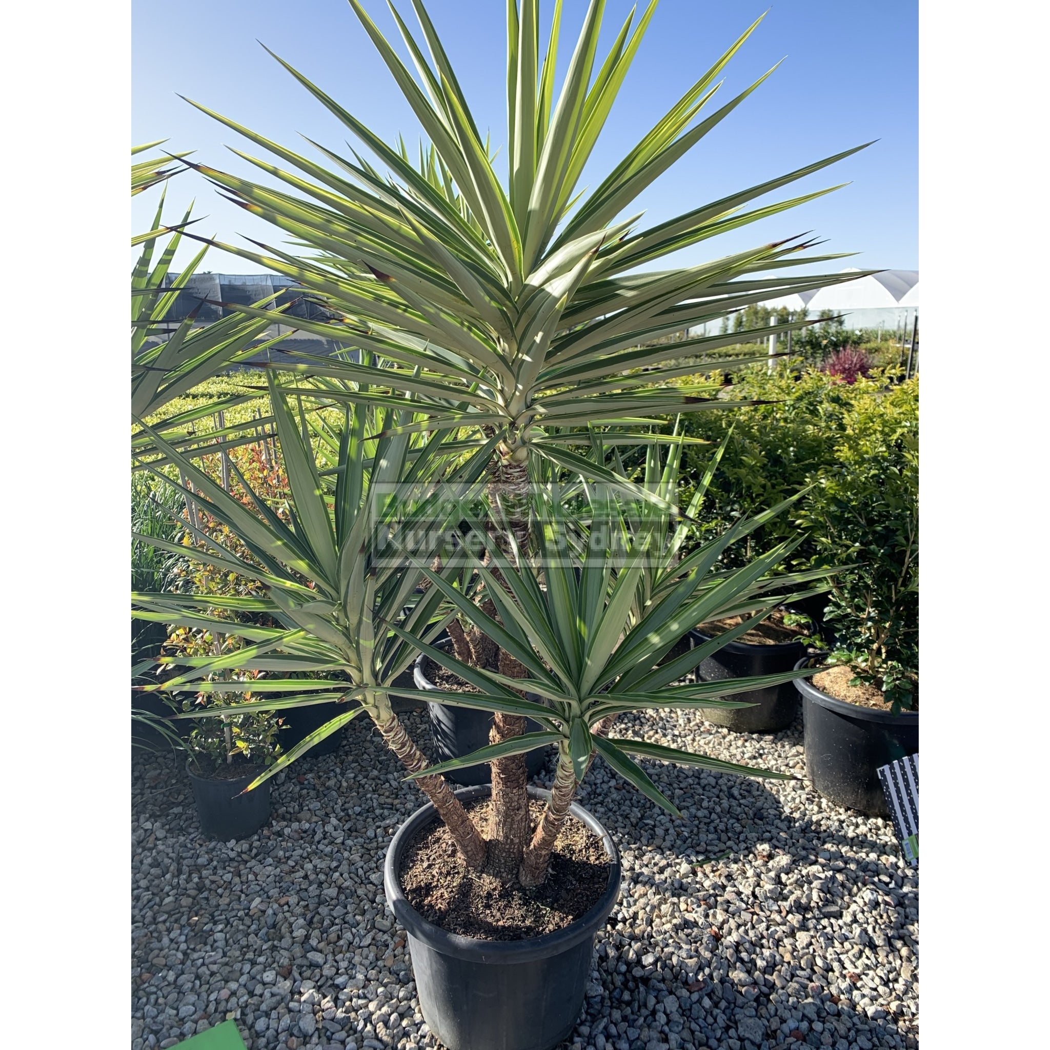 400mm plant pots Yucca elephantipes Silver Star XXL 400mm Pots – BUDGET WHOLESALE NURSERY  SYDNEY