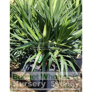 Yucca Elephantipes Super Advanced 150L Pot Plants