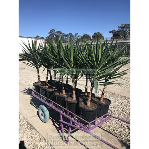 Yucca Xlarge 300Mm Pot Pot Standards Plants