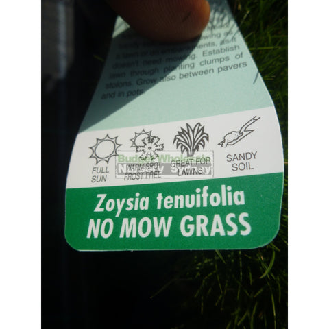 Zoysia Tenuifolia No Mow Grass (Korean Velvet Grass) 140Mm Gift Card