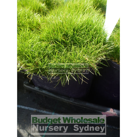 Zoysia tenuifolia 'No Mow Grass' (Korean Velvet Grass) 140mm